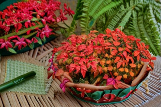 Firepower Nandina Live Shrub – Colorful Evergreen Foliage Plant