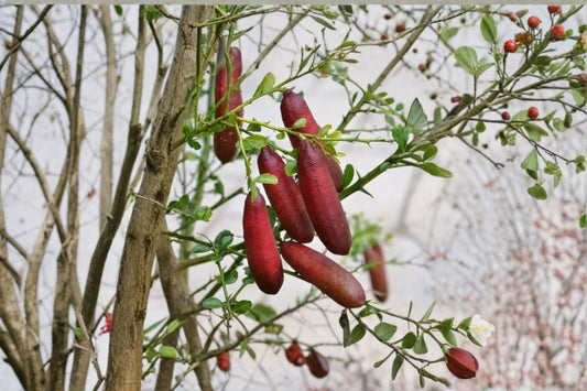 Red Finger Lime Live Plant – 1–2 ft Tall – Air-Layered – 3 Gallon Pot