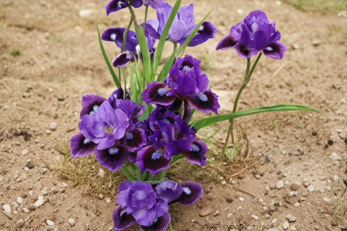 Miniature Dwarf Bearded German Iris Live Plant | 1 Bulb | Purple Flowering Iris | Perennial Garden Flower | Bearded Iris