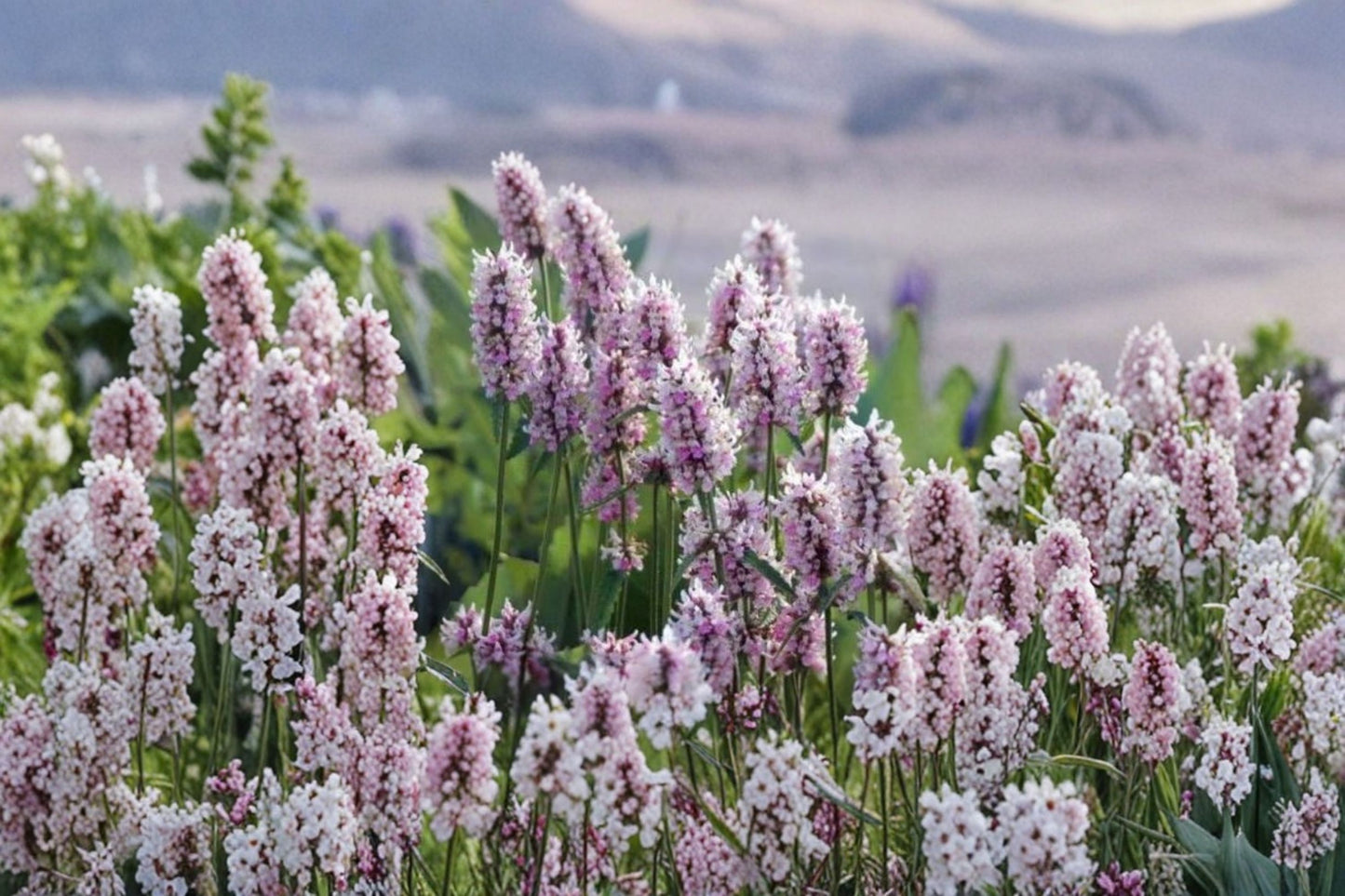 Stachys Betony 'Summer Crush' Live Plug Plant – 1–3" Tall – Pink Flowers – Stachys monieri