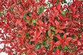 Red Tip Photinia 1 Plant – Photinia × fraseri