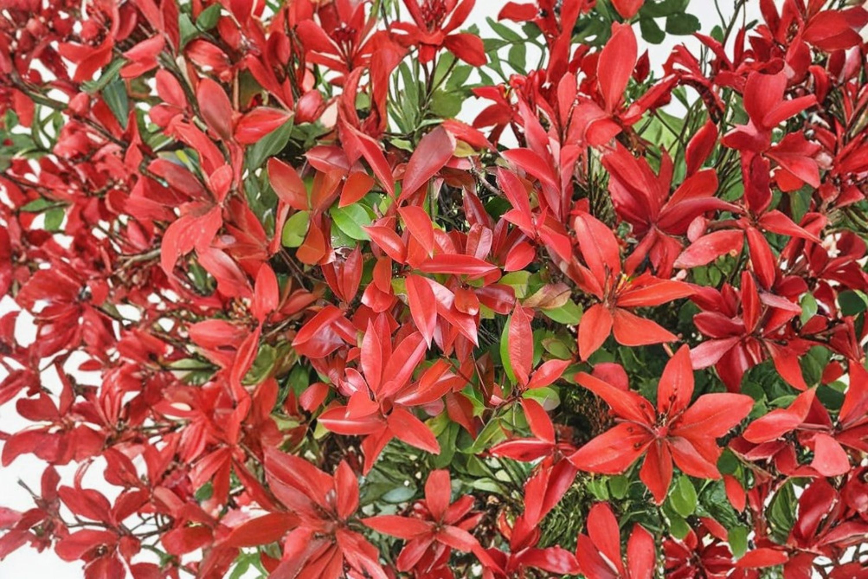 Red Tip Photinia 1 Plant – Photinia × fraseri