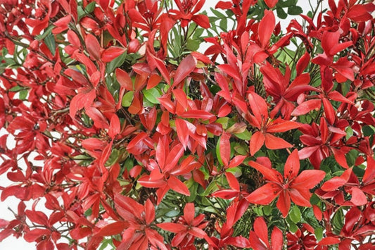 Red Tip Photinia 1 Plant – Photinia × fraseri