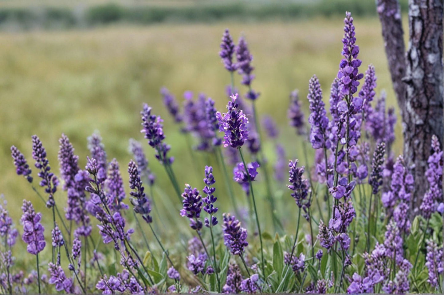 2 Provence Lavender Live Plant Plugs – 2–4" Tall – Lavandula × intermedia 'Provence'