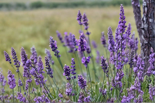 2 Provence Lavender Live Plant Plugs – 2–4" Tall – Lavandula × intermedia 'Provence'