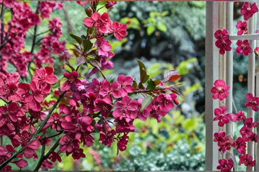 Prairie Crabapple Live Bare Root Plant – 18–24" – Malus ioensis