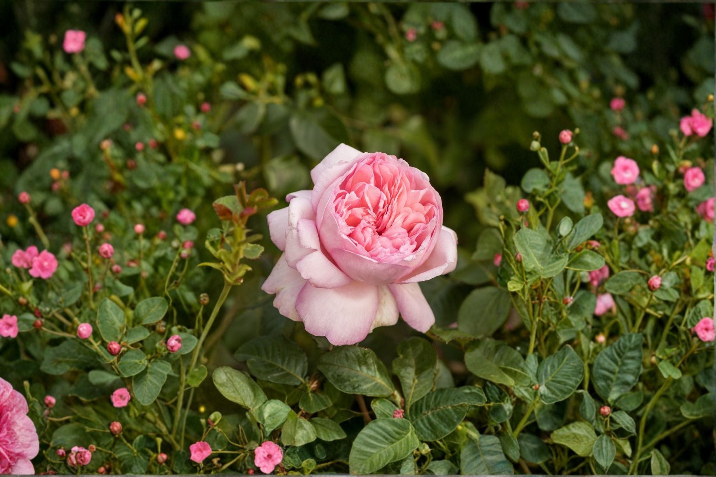 Mauritia Tantau Rose Live Plant – Fragrant Peach Pink Garden Rose
