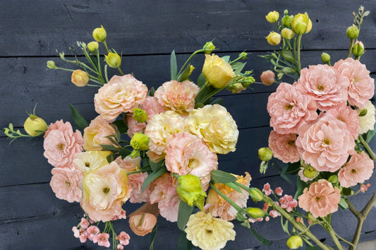 Lisianthus Voyage 1 Plant – Eustoma grandiflorum