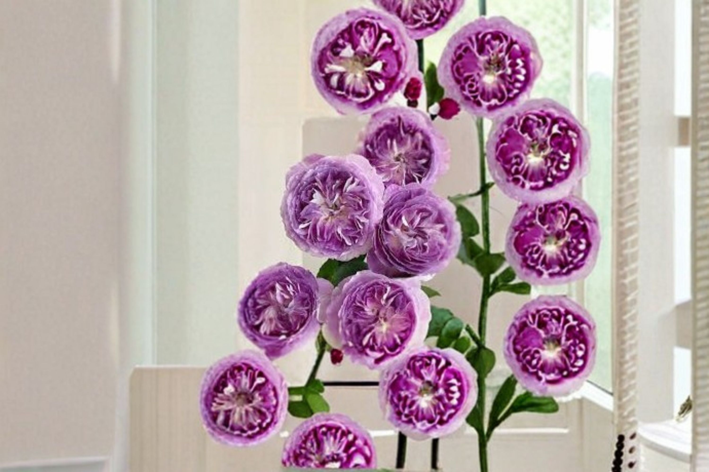 Blue Moon Stone Rose Live Plant – Fragrant Japanese Garden Rose