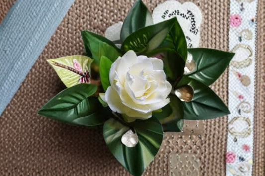 Vetchii Gardenia Live Starter Plant – Double White Flowers – Gardenia jasminoides 'Veitchii'