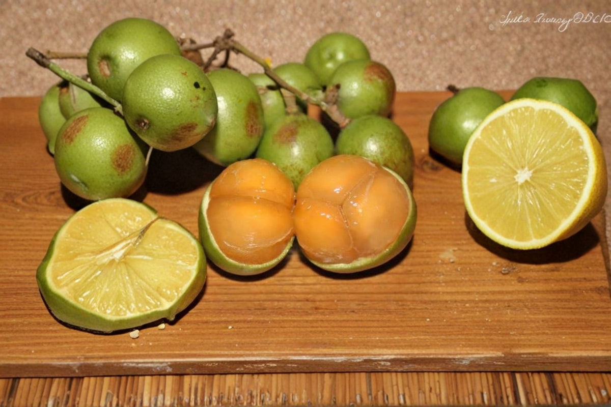 2 Spanish Lime Live Fruit Trees | Ginep Quenepa Mamoncillo Plant | Melicoccus bijugatus | 12 Inch Potted Trees | Tropical Fruit Plant
