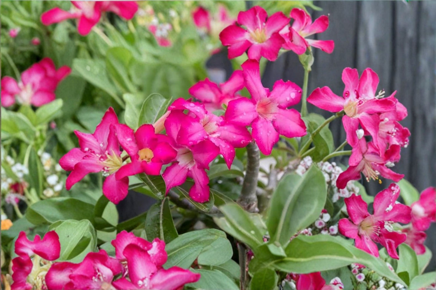Pink Desert Rose Live Plant – 4–6" Tall – Adenium obesum Succulent Starter