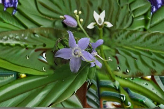 Tall Bellflower Seeds Campanula Americana Blue Native Wildflower Biennial Garden Shade Meadow Plant 100 Seeds