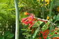Coral Honeysuckle 6 Cuttings – Lonicera sempervirens