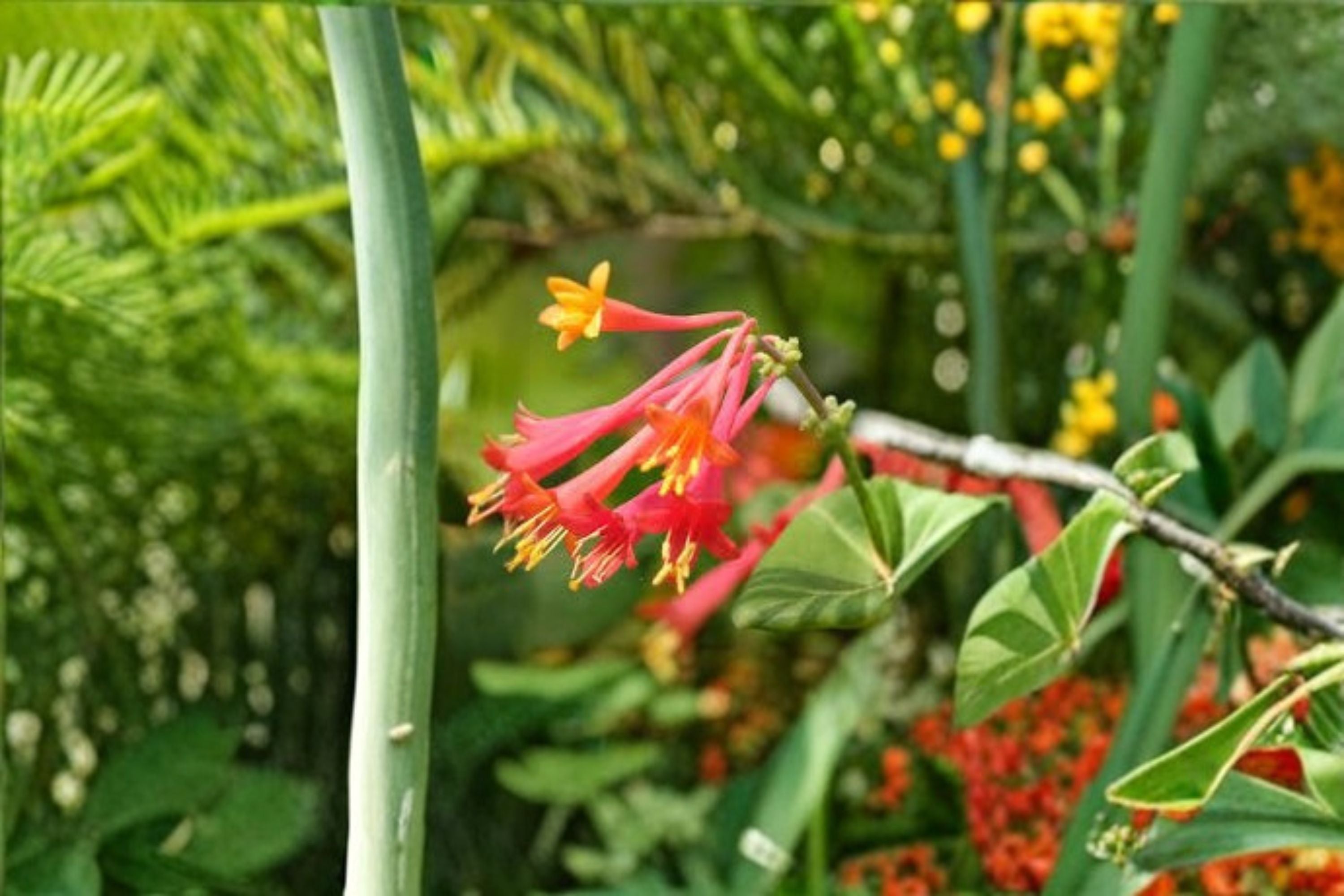 Coral Honeysuckle 6 Cuttings – Lonicera sempervirens