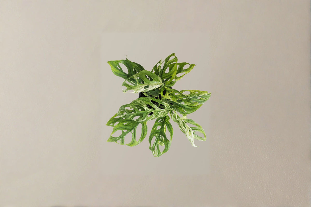 Monstera Adansonii Live Plant | Swiss Cheese Plant | 6 Inch Pot | Tropical Indoor Houseplant | Trailing Monstera | Live Tropical Plant