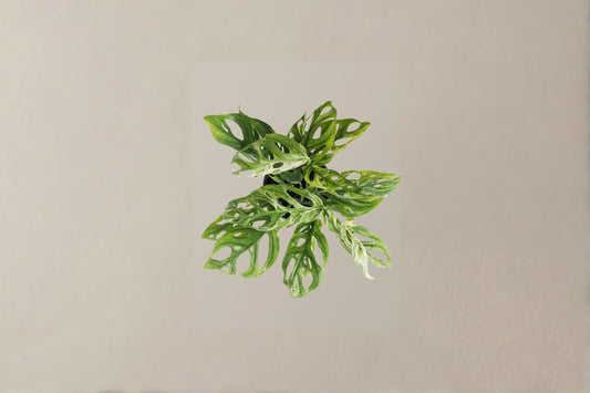 Monstera Adansonii Live Plant | Swiss Cheese Plant | 6 Inch Pot | Tropical Indoor Houseplant | Trailing Monstera | Live Tropical Plant