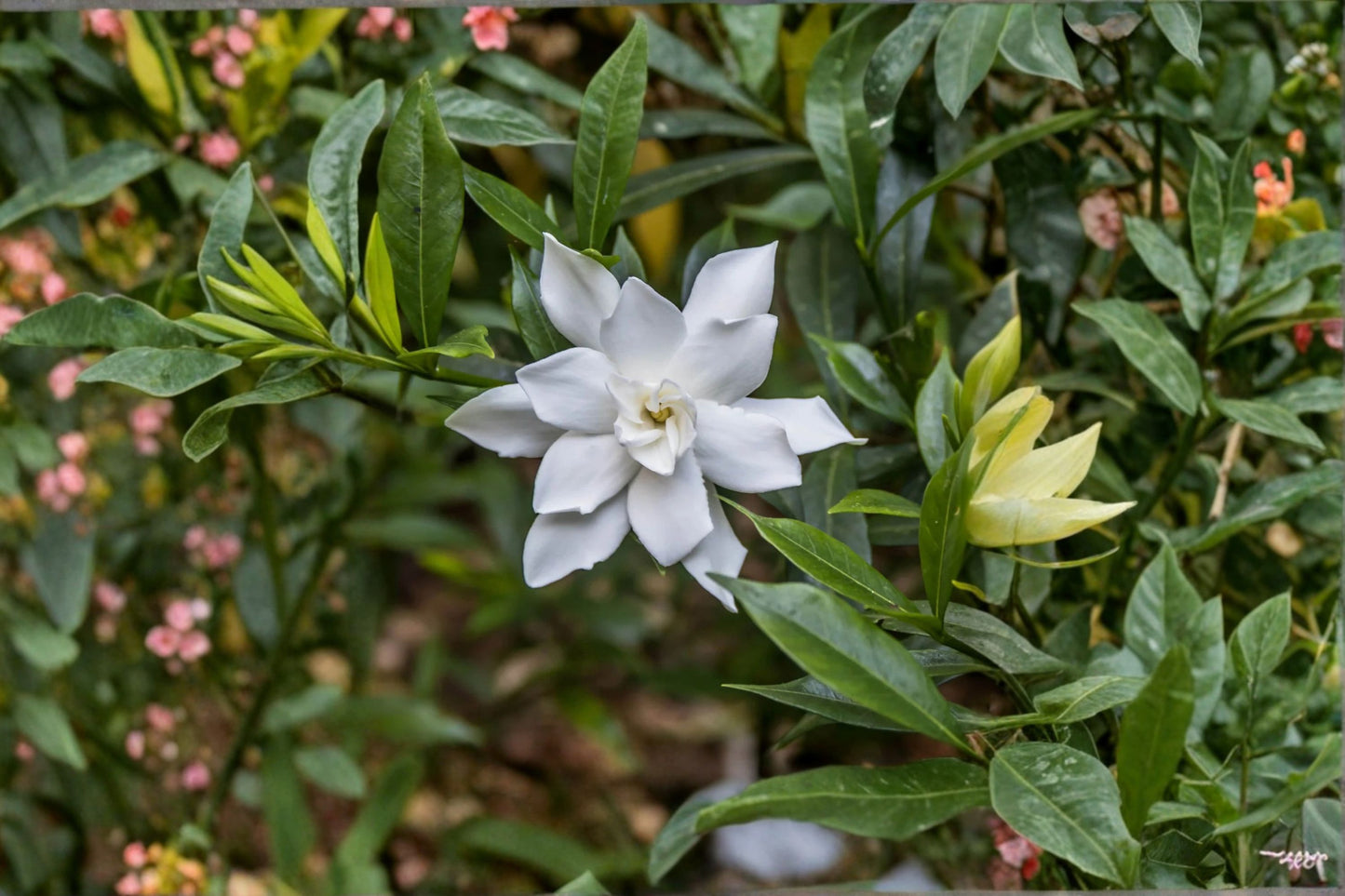 Radicans Dwarf Creeping Gardenia Live Plant – 1 Qt – Gardenia jasminoides 'Radicans'
