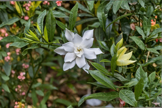Radicans Dwarf Creeping Gardenia Live Plant – 1 Qt – Gardenia jasminoides 'Radicans'