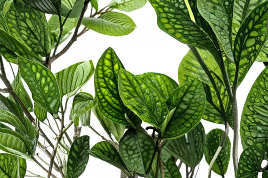 Monstera Peru Green Galaxy Live Plant – 4-Inch Pot – Monstera karstenianum