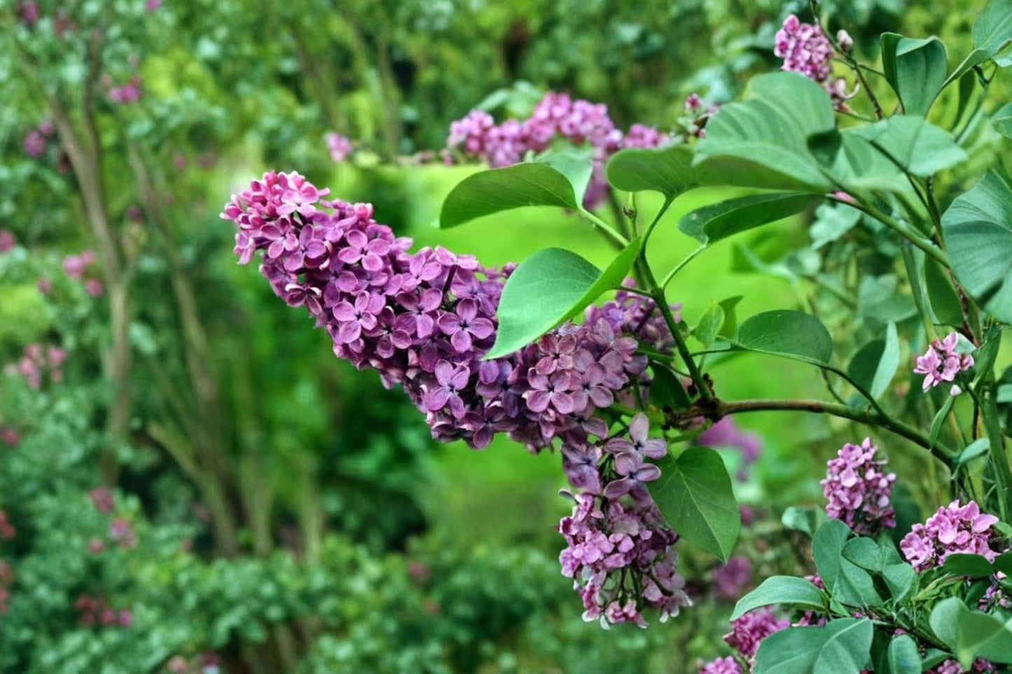 Common Lilac Live Plant – 4" Pot – Double Blue Lilac Bush – Syringa vulgaris