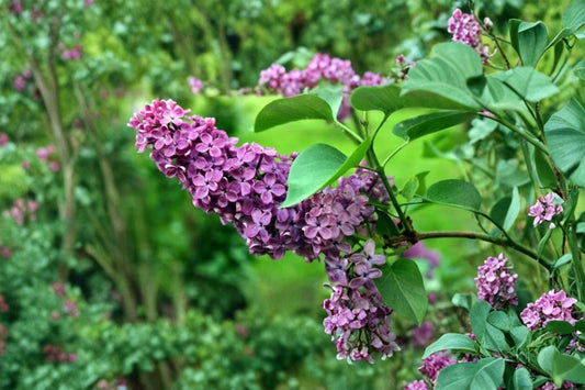 Common Lilac Live Plant – 4" Pot – Double Blue Lilac Bush – Syringa vulgaris