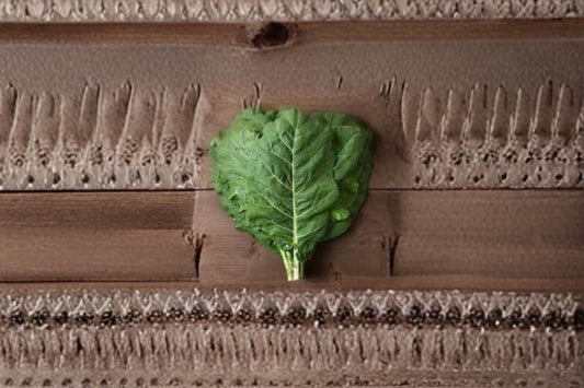 Champion Collards Seeds Brassica oleracea Collard Greens Vegetable Seeds Garden Planting 250 Seeds