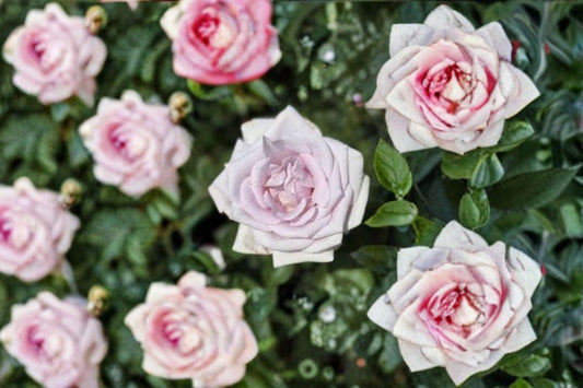 Lagerfeld Rose Live Starter Plant – Fragrant Rose – 4–6" Tall – No Pot