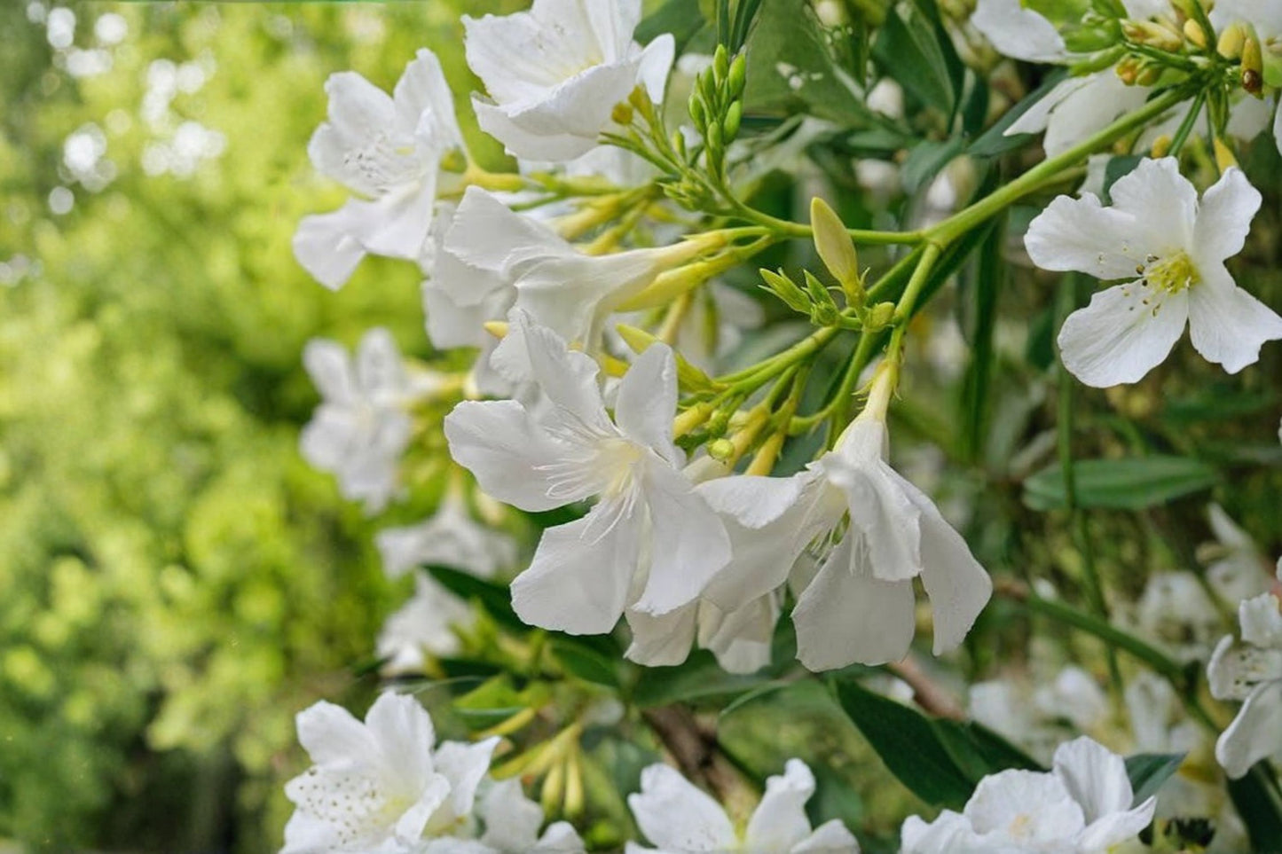10 White Oleander Unrooted Cuttings – Nerium oleander – No Roots, No Pot