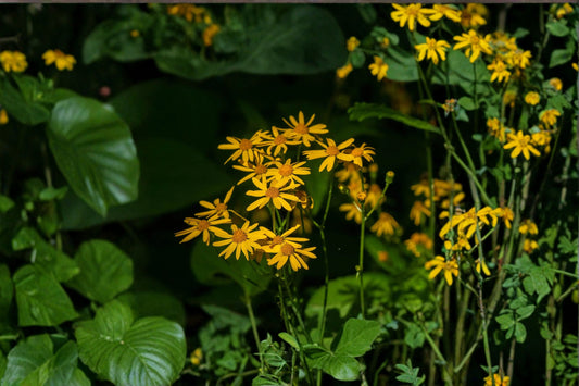 Golden Ragwort Seeds Packera aurea Yellow Native Wildflower Seeds Perennial Ground Cover Garden Planting 75 Seeds