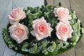 Prince Jardinier Rose Live Plant – Large Bloom Garden Rose