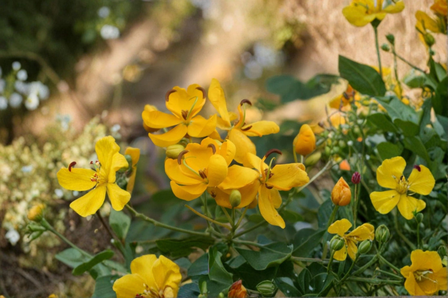 Live Cassia Butterfly Host Plant – 4" Starter Plant – Ships Without Pot