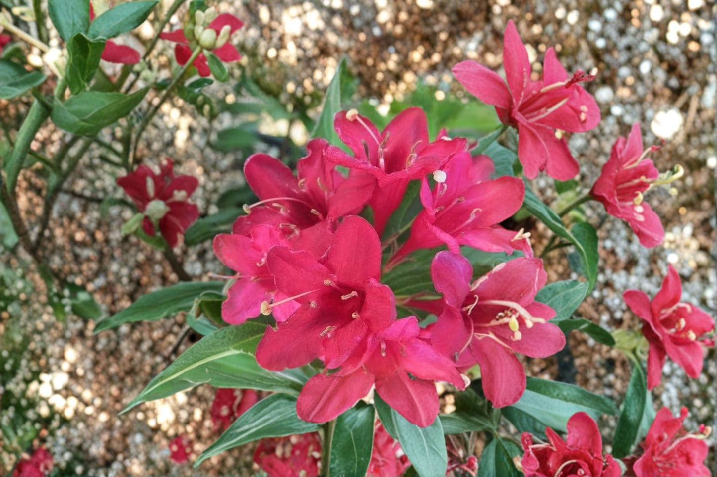 2 Red Weigela Live Plants – 6–12" Tall – 4" Pots – Weigela florida