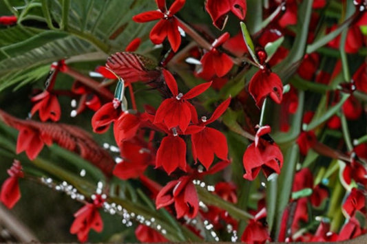 Lobelia Starship 1 Plant – Lobelia cardinalis