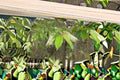 Carolina Cherry Laurel 1 Plant – Prunus caroliniana