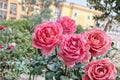 Bijou Corail Rose Live Plant – Deep Pink Delbard Garden Rose