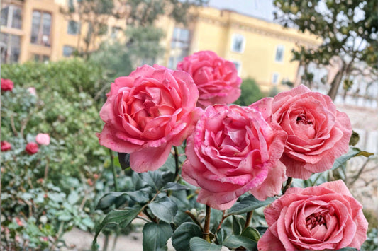 Bijou Corail Rose Live Plant – Deep Pink Delbard Garden Rose