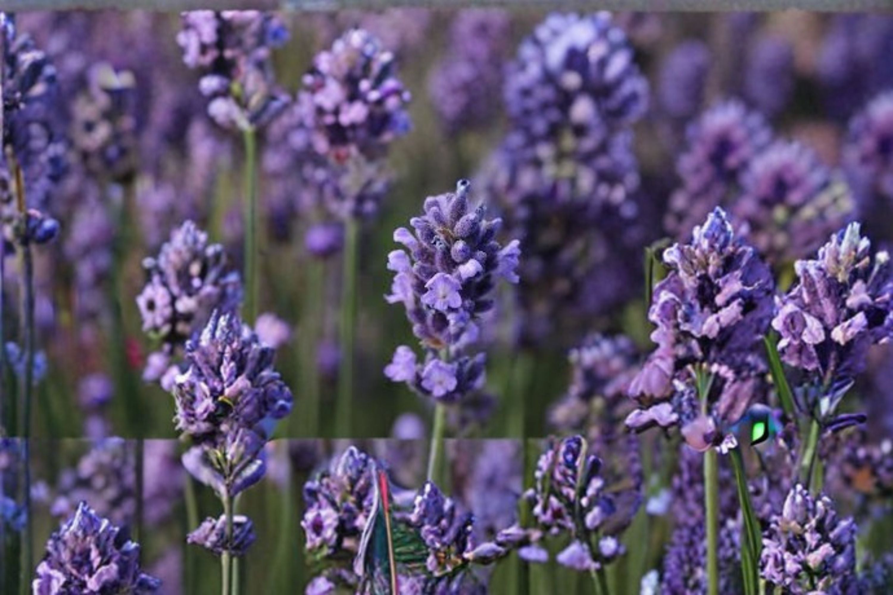 Super Blue Lavender 1 Plant – Lavandula angustifolia ‘SuperBlue’