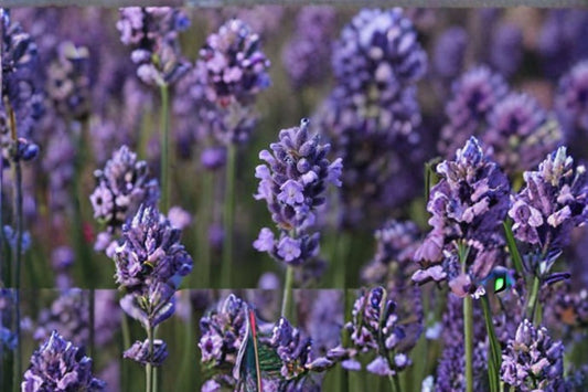 Super Blue Lavender 1 Plant – Lavandula angustifolia ‘SuperBlue’