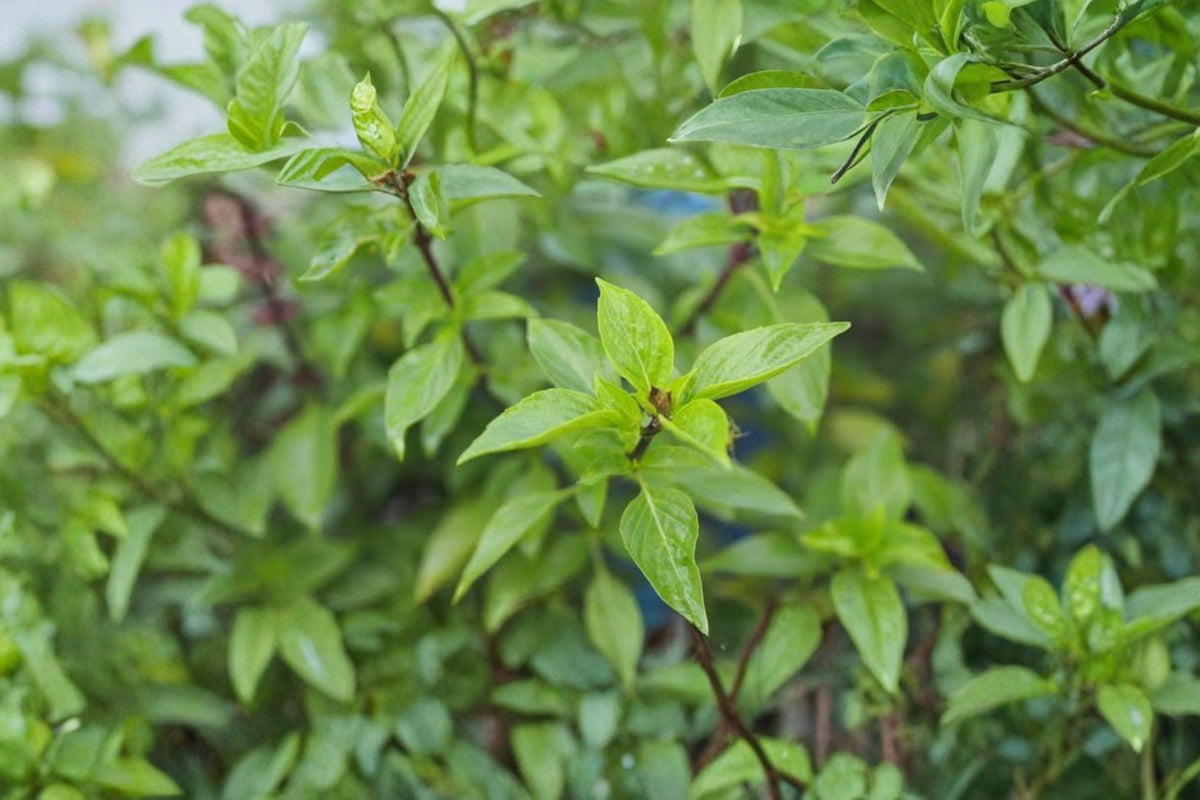 2 Thai Basil Cuttings | Ocimum basilicum var. thyrsiflora | Live Herb Cuttings | Thai Basil Plant | Culinary Herb | Tea Garden | Propagation