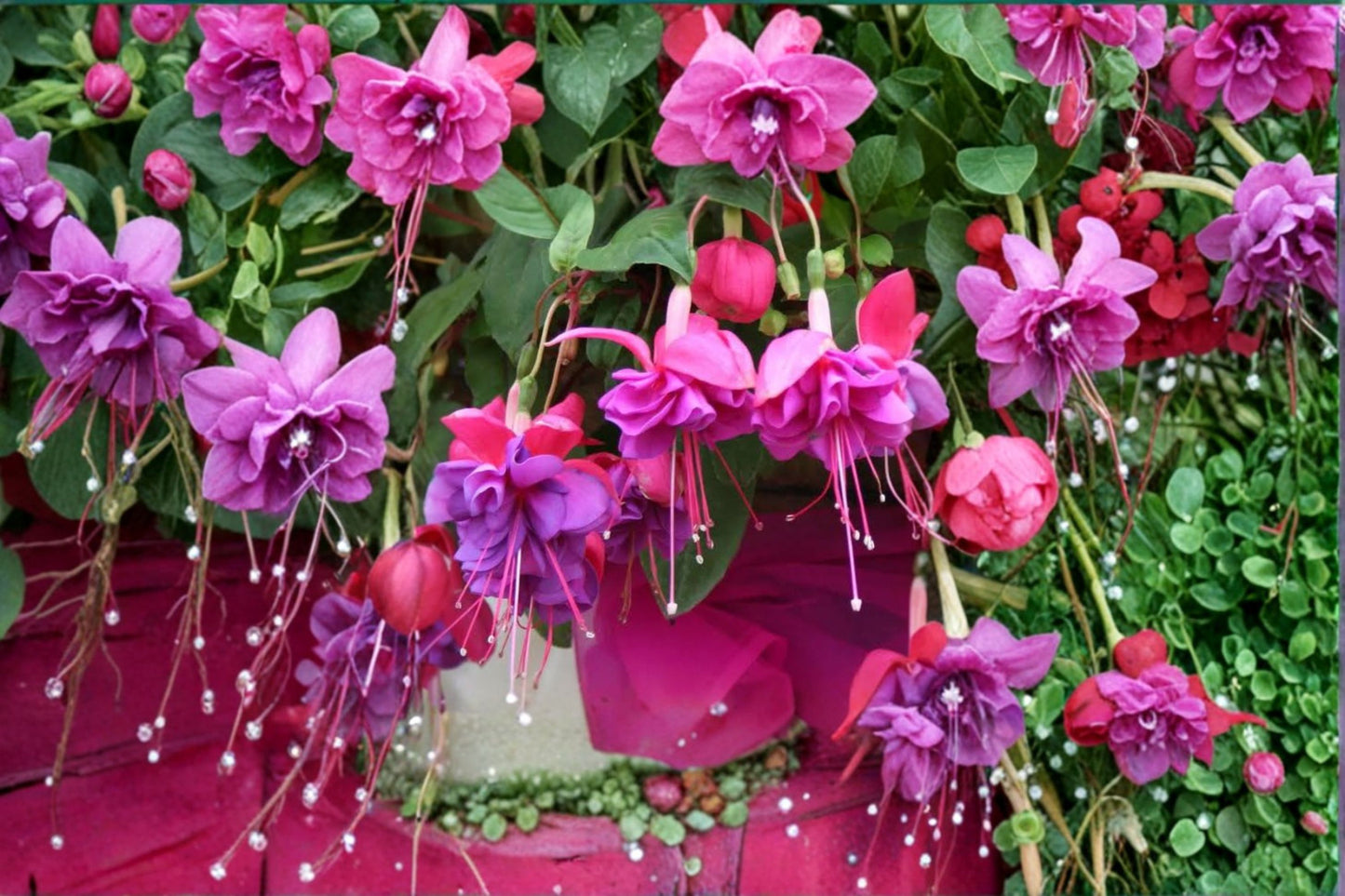 Blue Eyed Fuchsia Live Plant – 1 Gallon Pot – Flowering Ornamental – Fuchsia hybrid