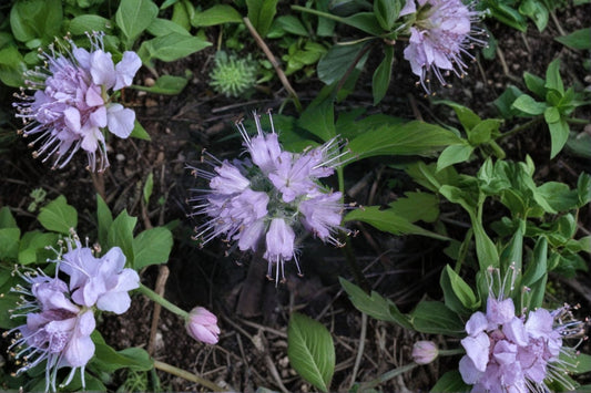 Virginia Waterleaf Seeds Hydrophyllum Virginianum Native Woodland Wildflower Shade Garden Perennial Plant 10 Seeds