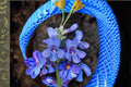 Sand Penstemon Seeds Penstemon acuminatus Purple Wildflower Seeds Native Perennial Garden Flower Planting 50 Seeds