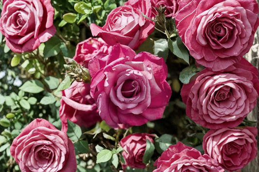 Heirloom Hybrid Tea Rose 1 Live Own-Rooted Plant – 7" – Rosa