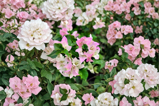 Imperial Thai Delight Bougainvillea Live Starter Plant – Rooted Plug – Bougainvillea 'Imperial Thai Delight'