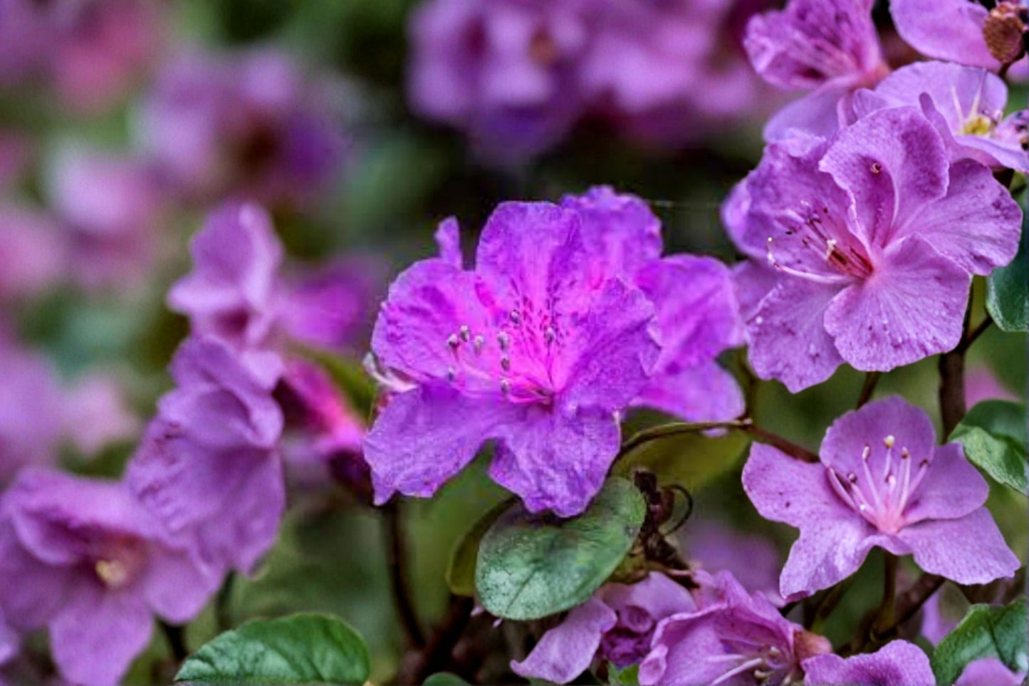 Purple Azalea Live Plant – 10 Inch Tall in 4 Inch Pot – Flowering Azalea Shrub