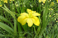 Louisiana Yellow Iris Live Plant – Bare Root Pond Iris