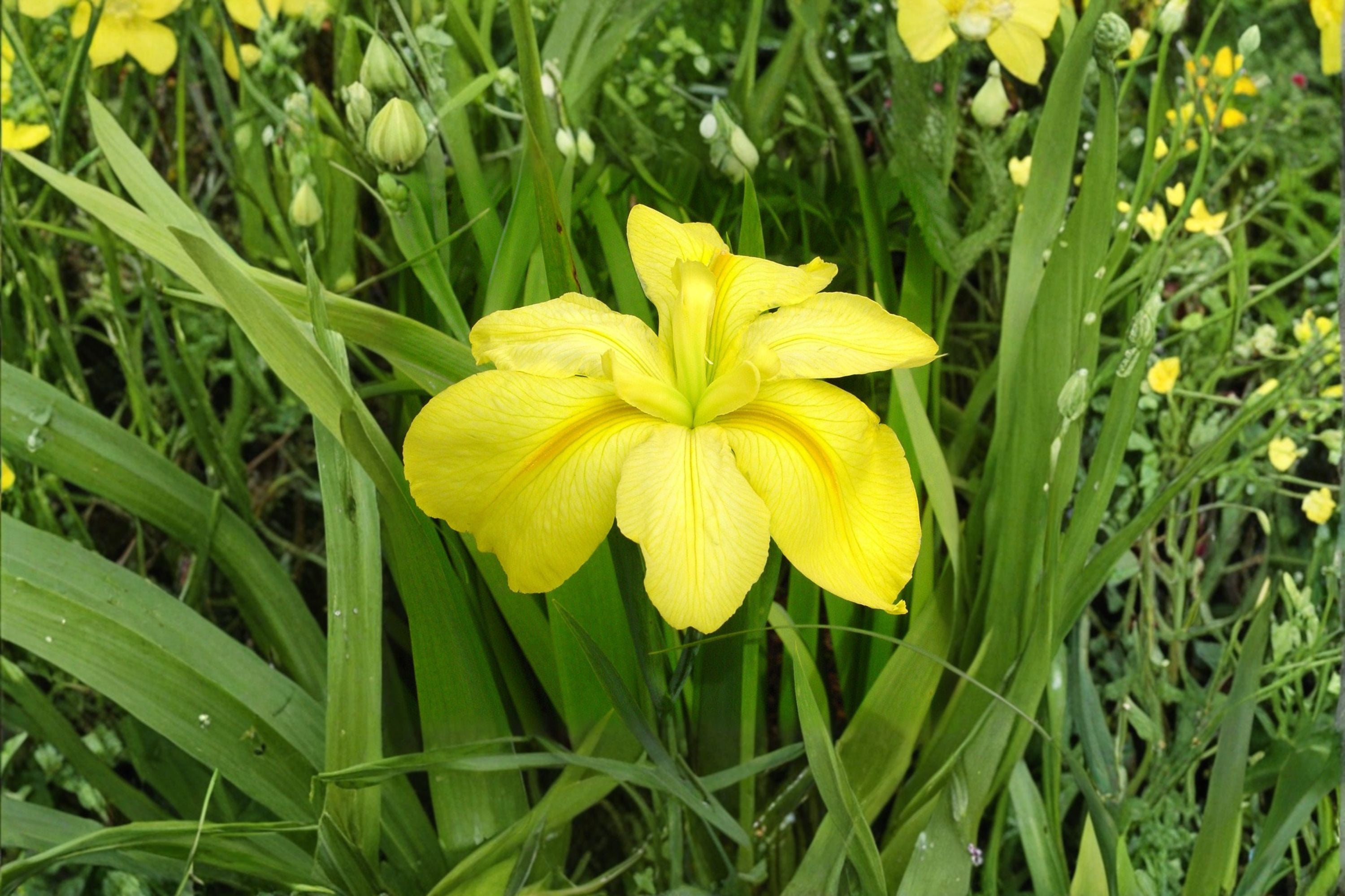 Louisiana Yellow Iris Live Plant – Bare Root Pond Iris