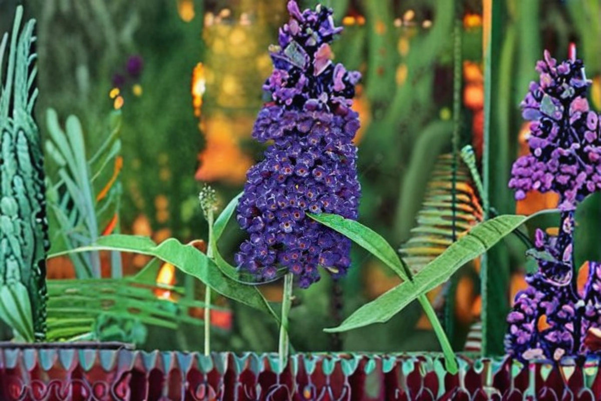 Black Knight Butterfly Bush Live Plant – Fragrant Purple Flowering Shrub