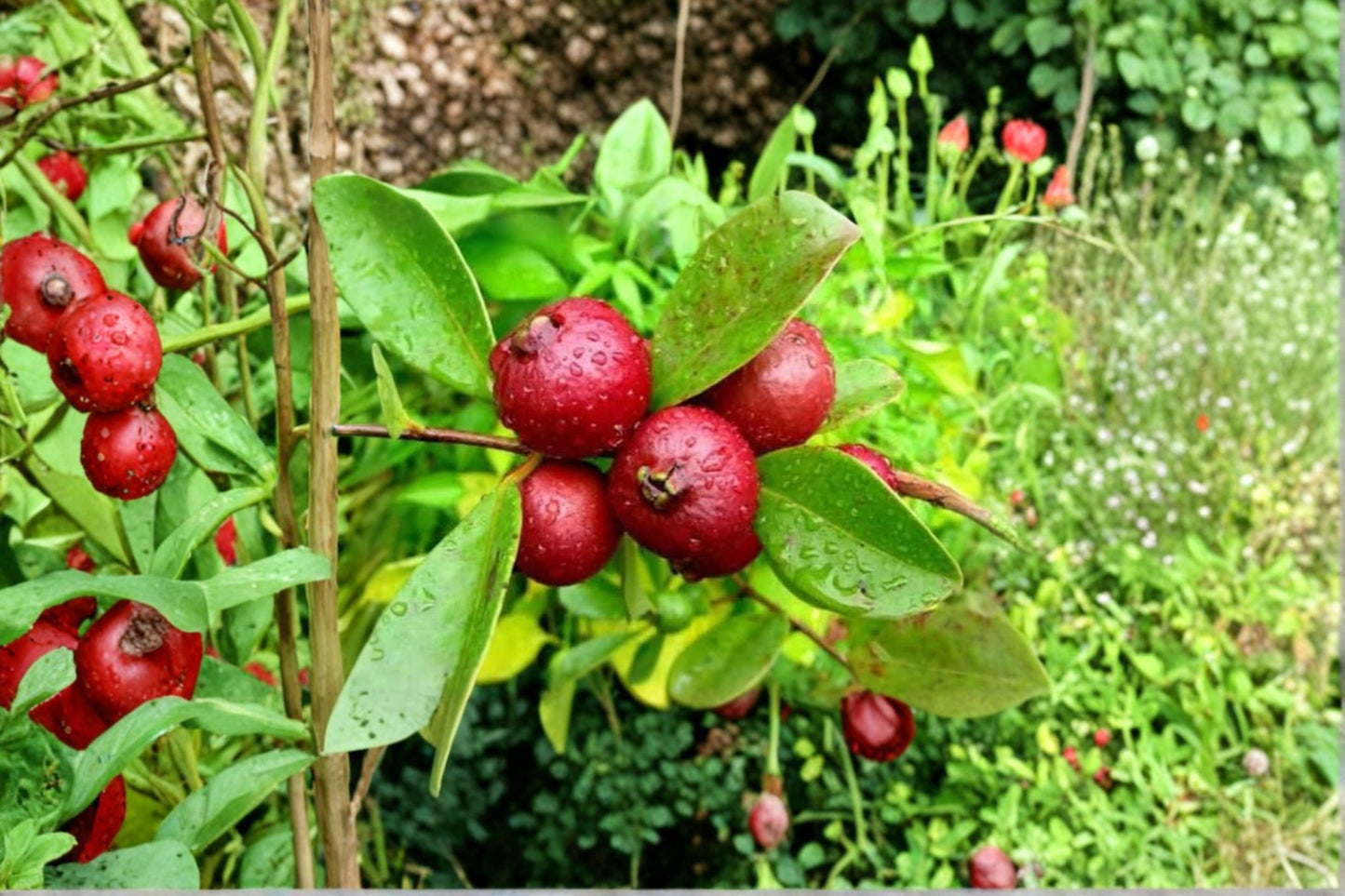 Strawberry Guava Live Plant – 2–6+" Tall – 2" Pot – Psidium cattleianum